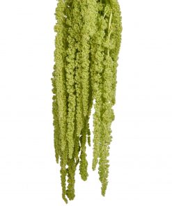 AMARANTHUS HANGING GREEN