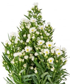 ASTER WHITE
