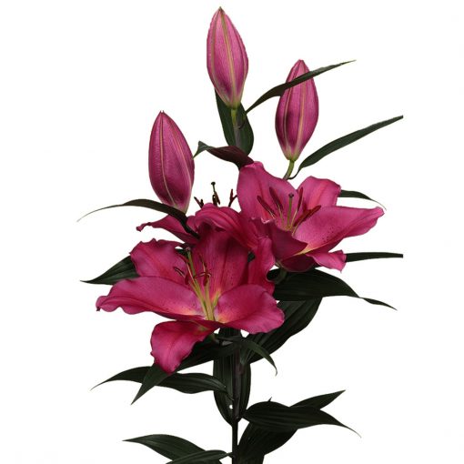 LILY ORIENTAL TARRANGO