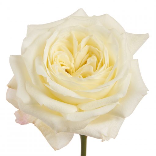 Array,Garden Rose Alabaster White 40/50 cm