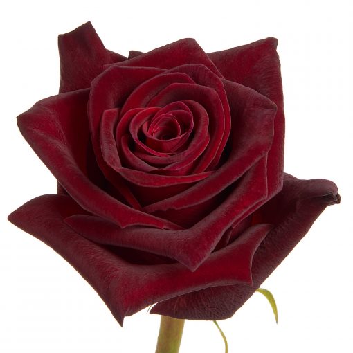 Array,Roses Dark Red Black Baccara 60cm
