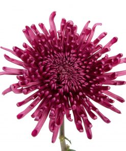 CREMON PURPLE