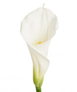 Array,CALLA WHITE PREMIUM