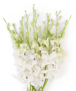 DENDROBIUM WHITE