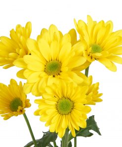 DAISY YELLOW