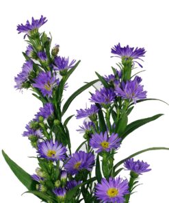ASTER CARNIVAL PURPLE