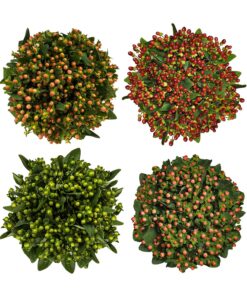 HYPERICUM ASSORTED
