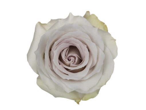 Array,Rose Early Grey Lavender 50 cm
