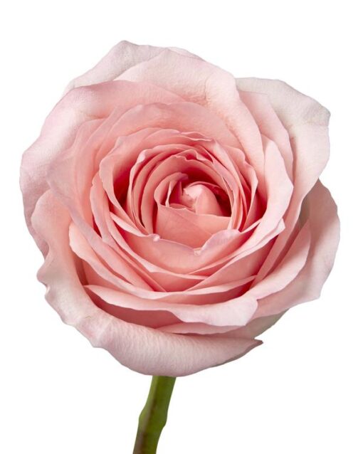 Array,Rose Sweet Mama Pink 50 cm