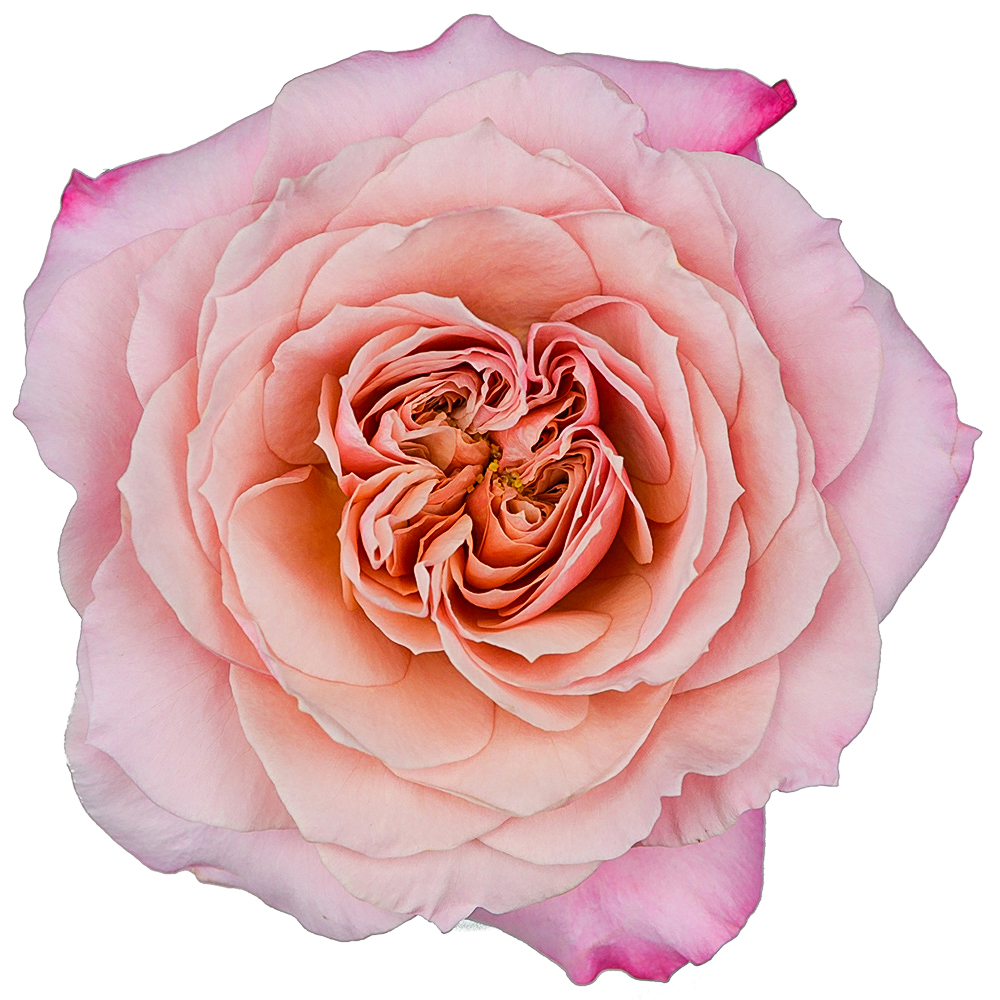 Rose　美月Ｓ SPRAY ROSE LOVELY LYDIA - FMI Farms