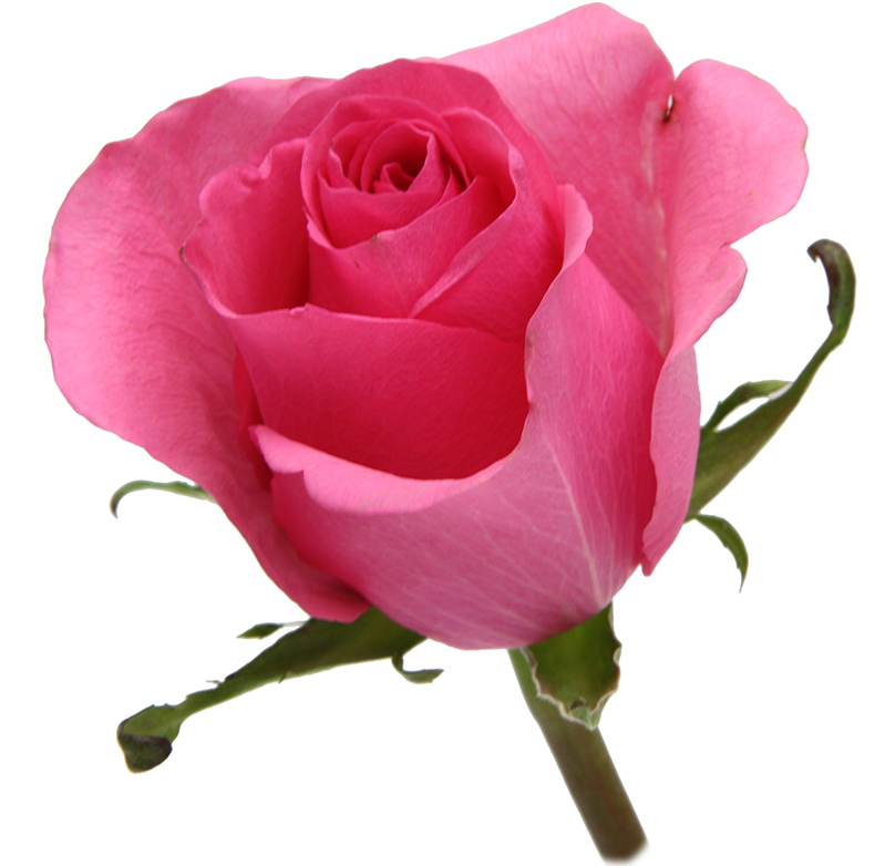 Classic Duett Salmon Pink Rose Bouquet - 100 Roses
