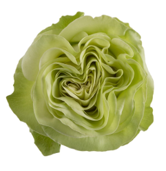 Array,Rose Green Garden Wasabi 50cm