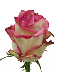 Rose Edge Bicolor 50 cm