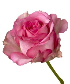 Array,Rose Sweet Memory Pink 60 cm