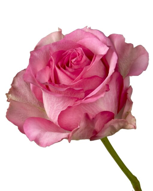 Array,Rose Sweet Memory Pink 60 cm