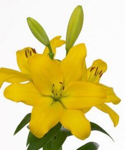 lily LILY LA NASHVILLE 4+ 90cm