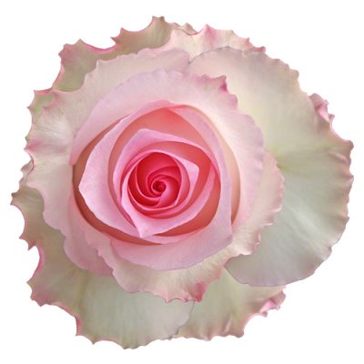 Rose Mandala Light Pink 60 cm