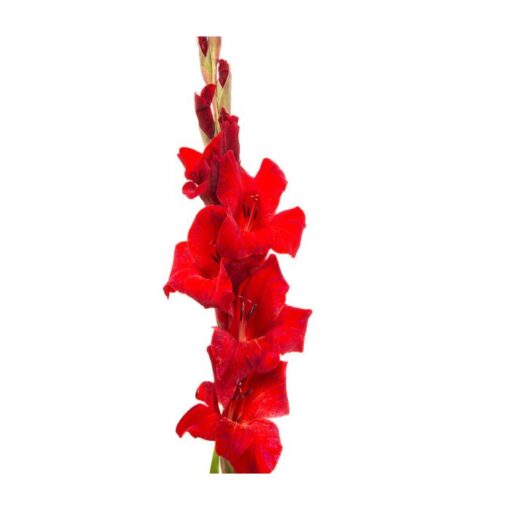 Array,Gladiolus   Red 100cm Mex