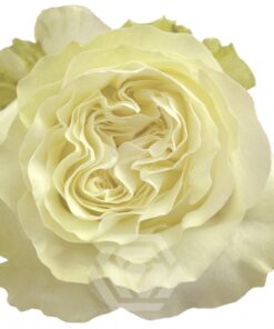 Array,Roses white Siente 50cm
