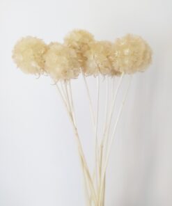 BLEACHED SCABIOSA WARM WHITE