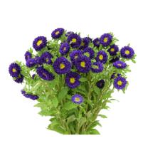 ASTER MATSUMOTO BLUE 70cm 10st