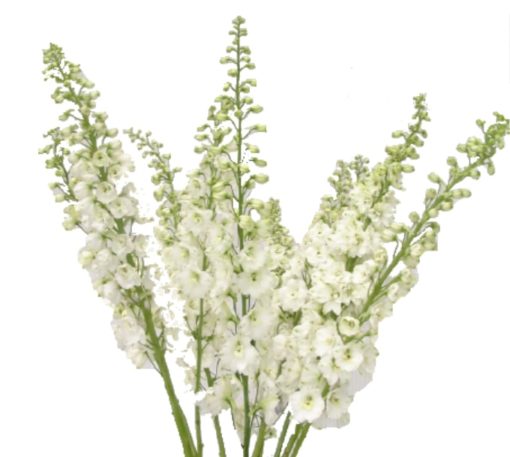 Array,Delphinium White Galahad Hybrid 70 cm EC x 5 st