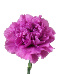 Carnation Farida  Continental Farms