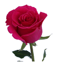 Array,Rose Pink Hot Spot 60 cm