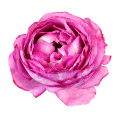 garden rose Garden Rose Yves Piaget Dark Pink 40/50 cm