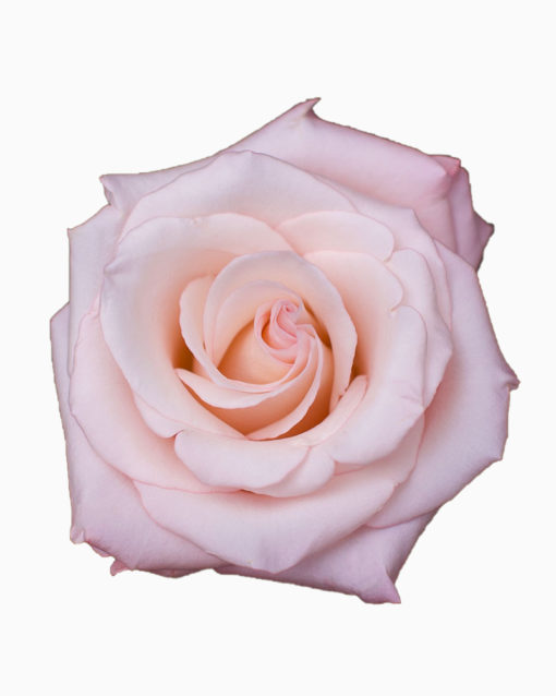Array,Rose Pink Cielo 50 cm