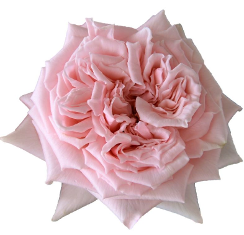 rose garden ROSE GARDEN LT PINK PRINCESS HITOMI 40CM