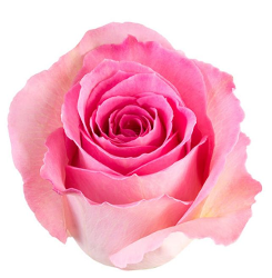 Rose Jessica Pink 50cm