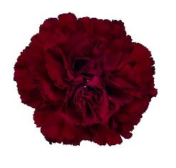CARNATION BURGUNDY FANCY