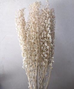 Array,Lepidium Bleached 60 cm