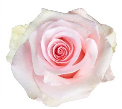 Array,Rose Unforgiven Light Pink 50 cm