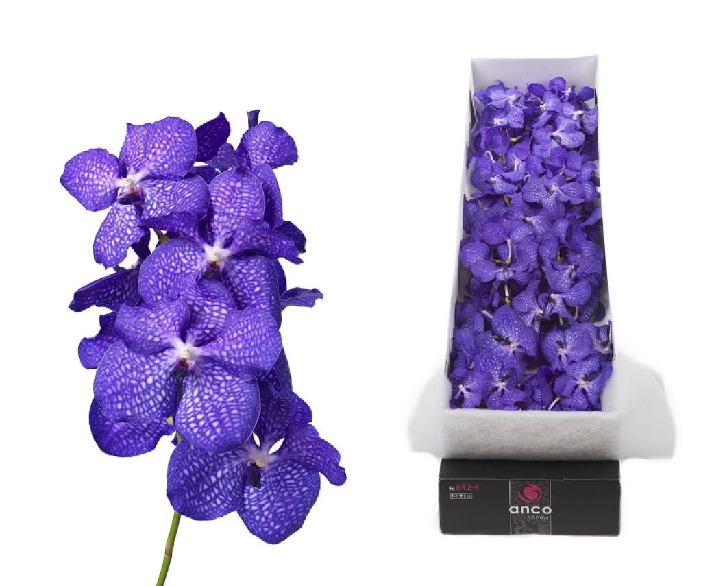 Orchid Vanda Blue Purple Thai - FMI Farms