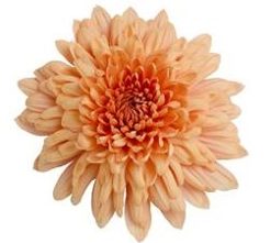 Array,Mums Peach Cremon Kirby Vintage