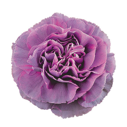 Carnation Hypnosis Purple