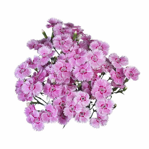 Array,Dianthus Fiorino Iris Light Pink 60 cm