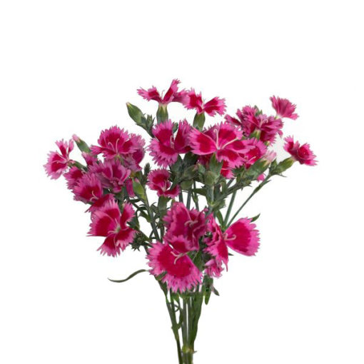 Array,Dianthus Fiorino Iris Light Pink 60 cm