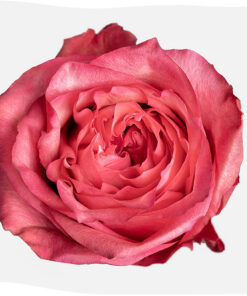 Array,Garden Rose Caralinda Dark Pink 60 cm
