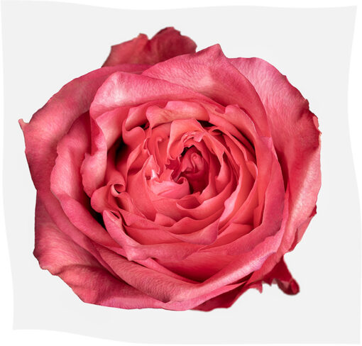 Array,Garden Rose Caralinda Dark Pink 60 cm