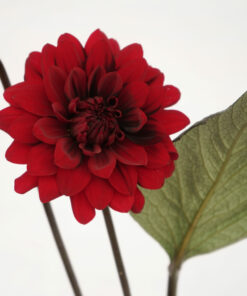 DAHLIA FOX MAROON 5ST