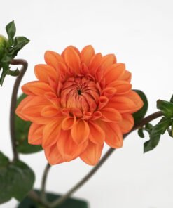 DAHLIA ORANGE QUARTZ 5ST