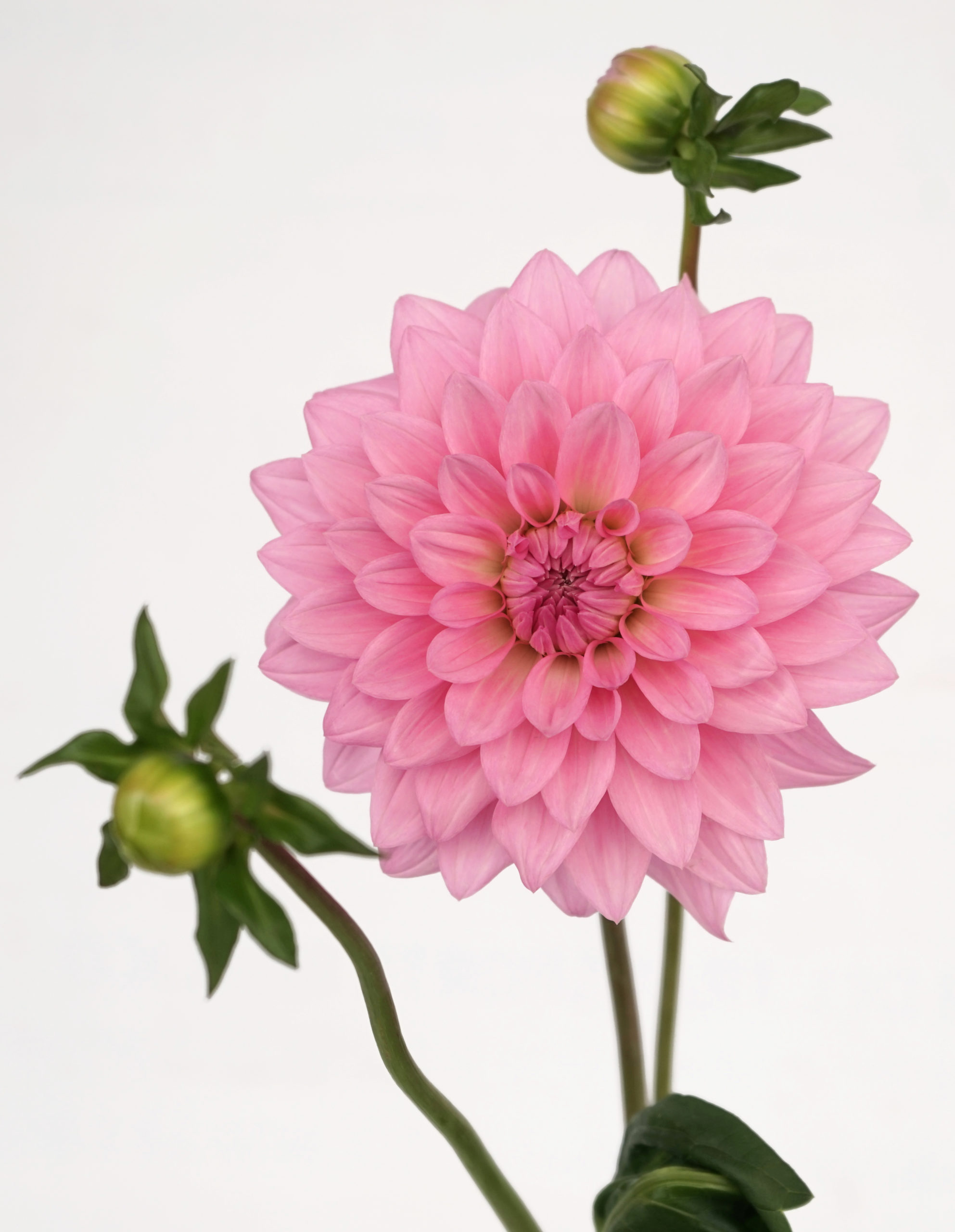 DAHLIA PINK QUARTZ 5ST - FMI Farms