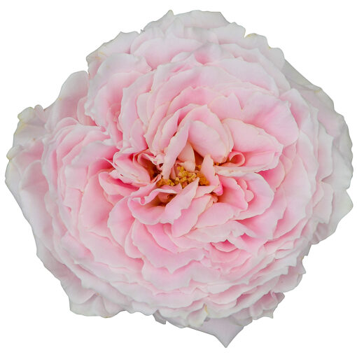 GARDEN ROSE WABARA TSUMUGI 40CM Garden Roses