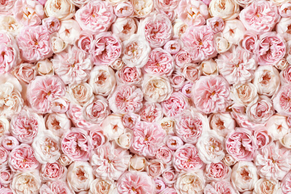 Garden Rose Wall Blush Pinks
