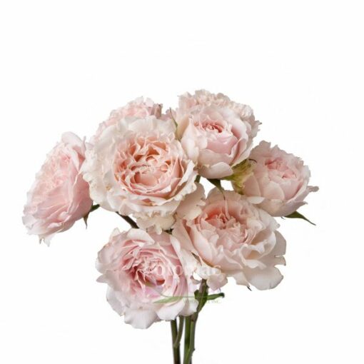 GARDEN ROSE WEDDING ROSEVER SPRAY 40CM Garden Roses