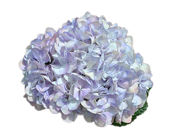 HYDRANGEA PREMIUM LAVENDER - FMI Farms