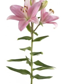 LA Lily Mandalay Bay